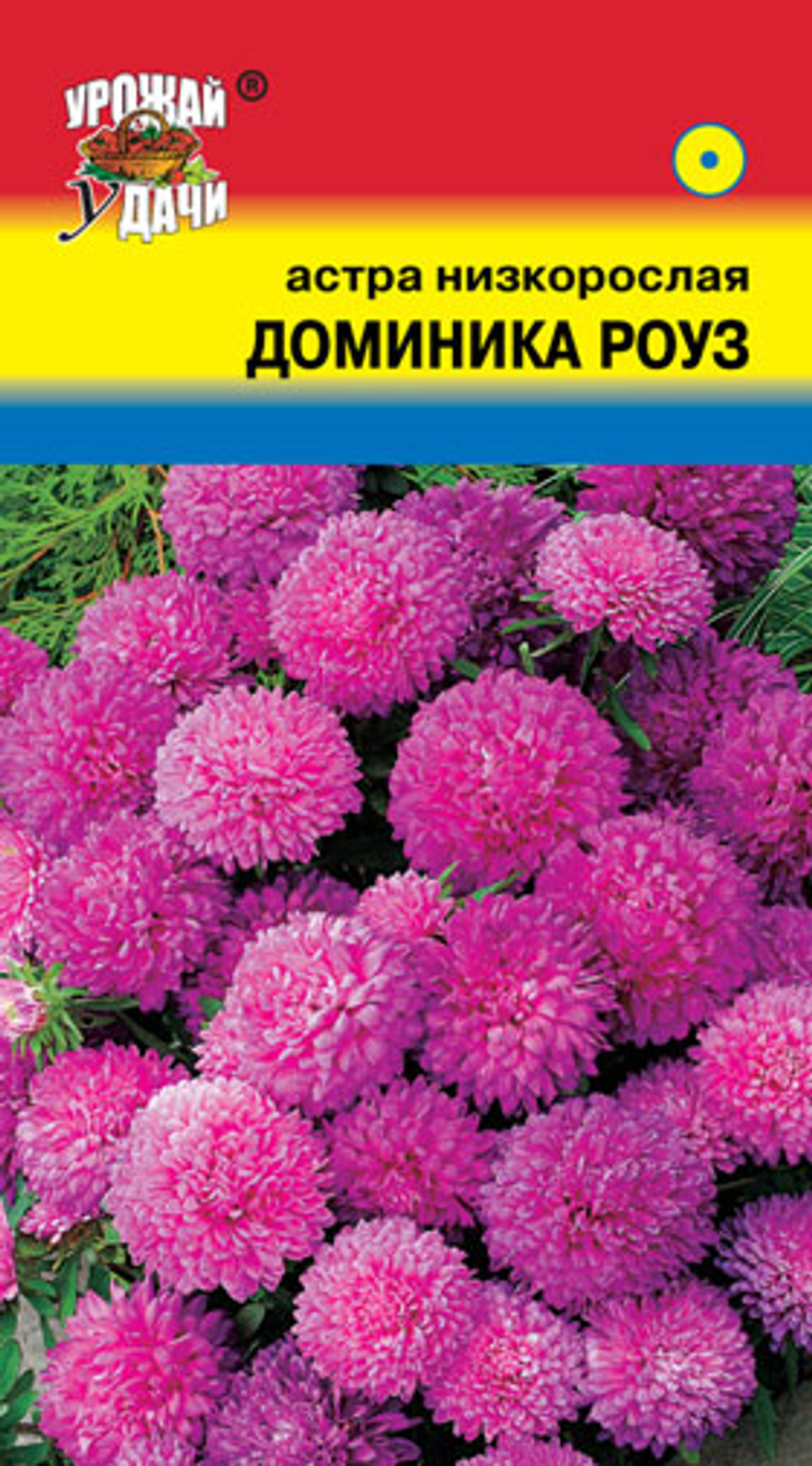 Астра Доминика Роуз низк. Ц УУ