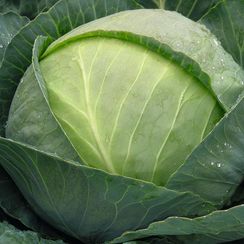 ТОМАС F1 семена капусты белокочанной (Bejo | Alexagro)