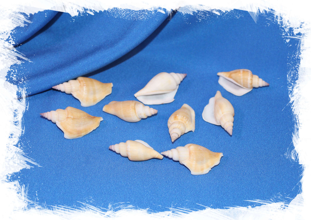 Морские ракушки для морского декора