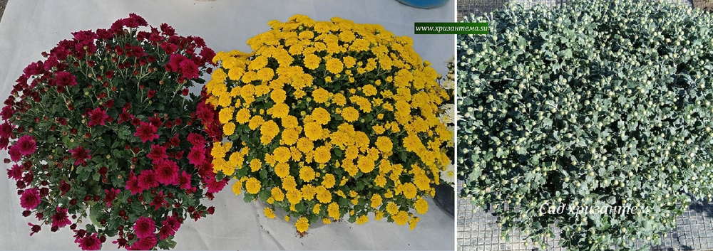 ХРИЗАНТЕМА АМПЕЛЬНАЯ SKYFALL YELLOW ☘ амп 5 (отгрузка май 2025г)