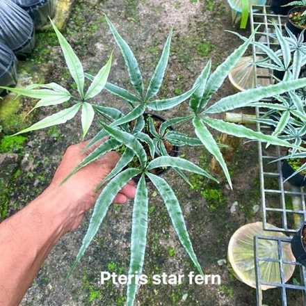 Папоротник птерис P.STAR FERN