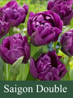 Тюльпаны Saigon Double 4 шт, набор луковиц