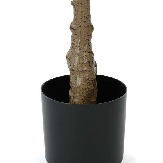 Фикус Лирата высота 165 см