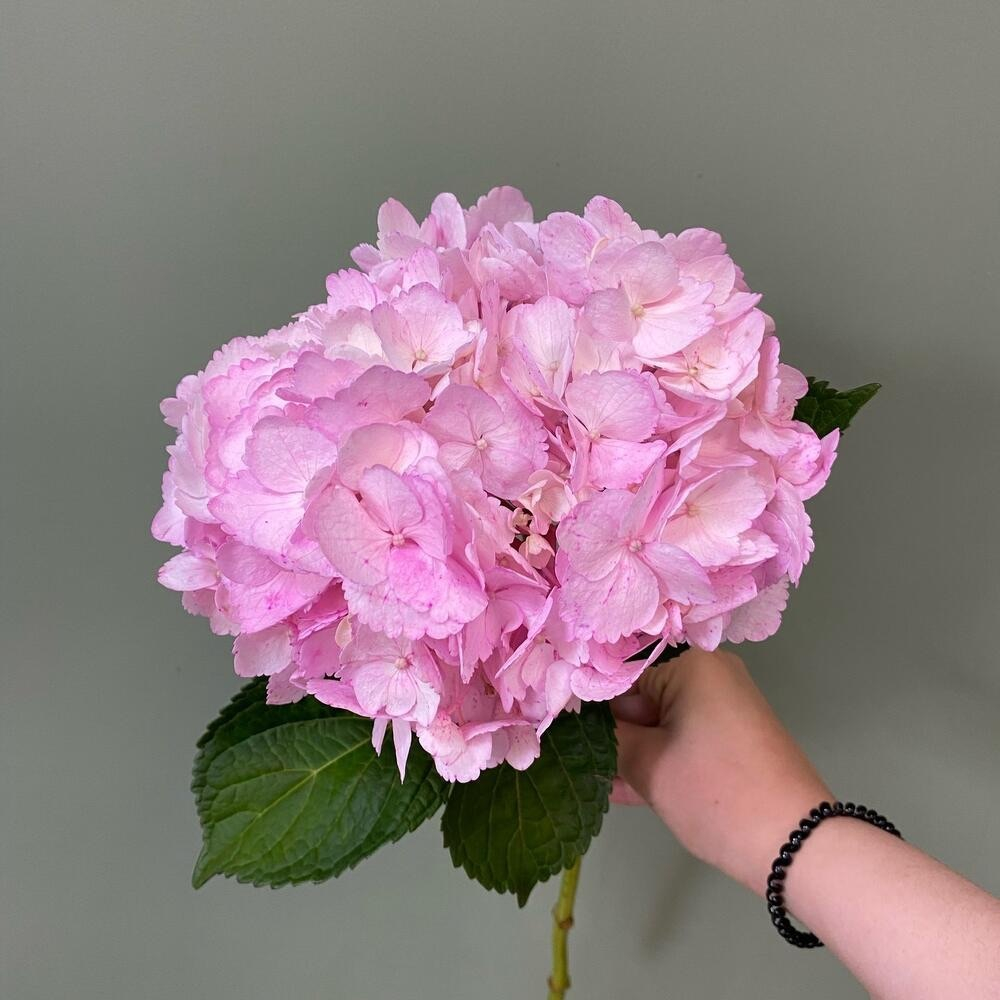 Гортензия розовая