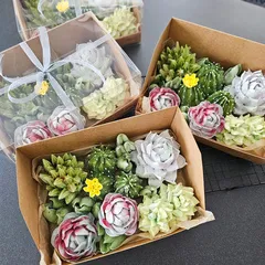 Зефир «Кактусы» / 25 см