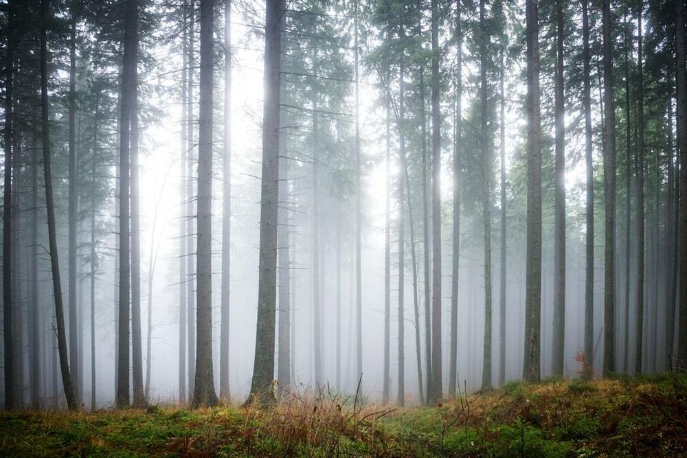 Фотообои Туманный лес Арт. 70171