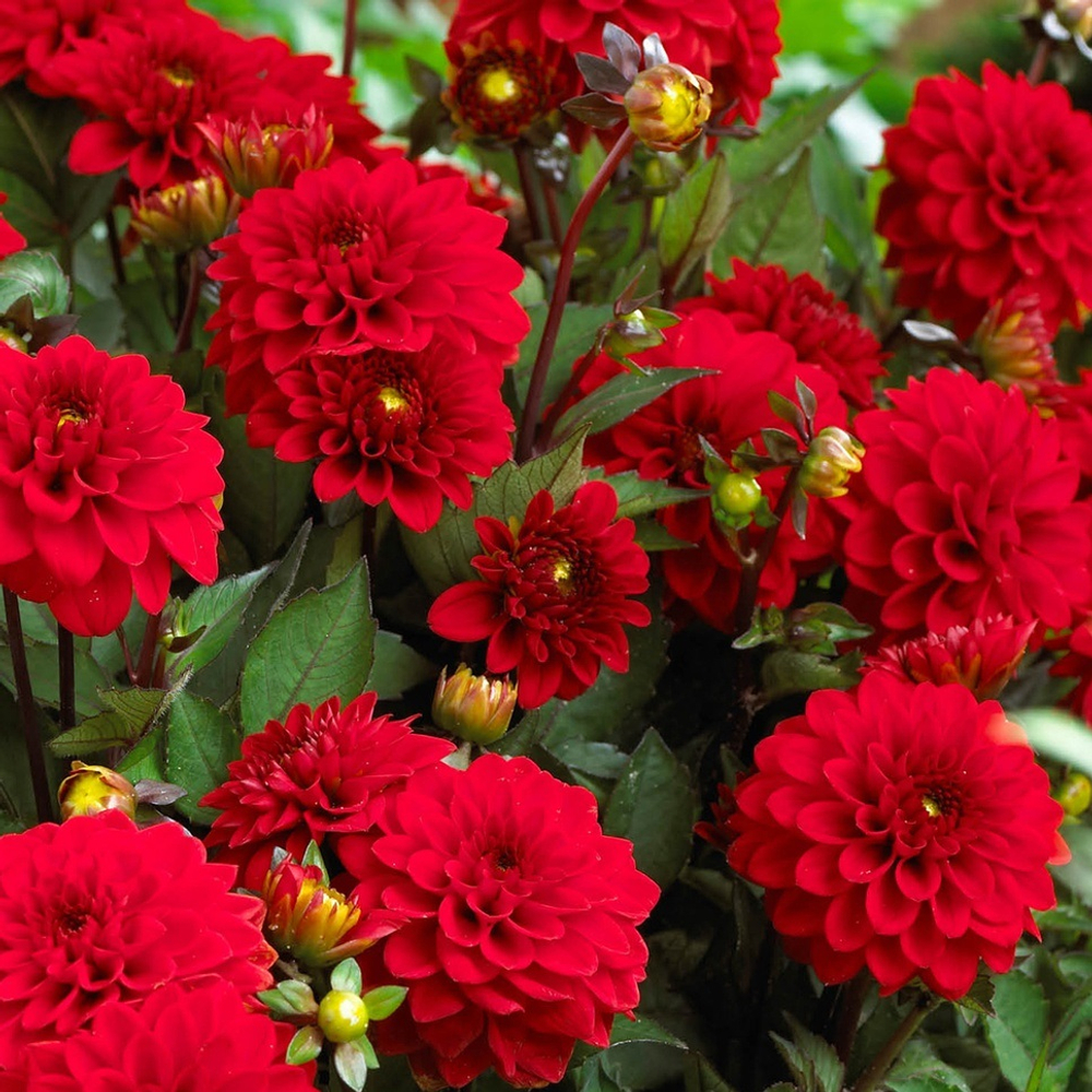 Георгина Гэллери Зингер