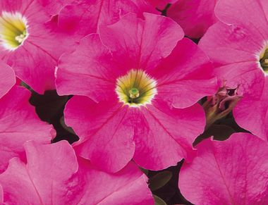 S6060 Петуния кустовая Grandiflora DREAMS PINK 1000 шт.