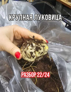 Луковичные цветы лилия марлон, разбор 22/24, 2 шт
