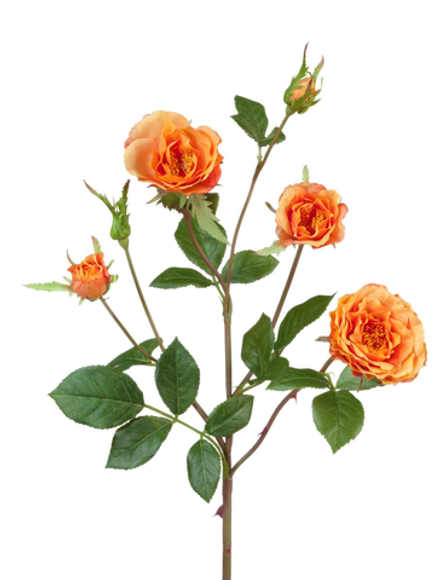 Роза Вайлд ветвь персиково-оранжевая, в-41 см