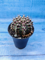 Gymnocalycium T-Rex Pink hybride (Гимнокалициум T-rex)