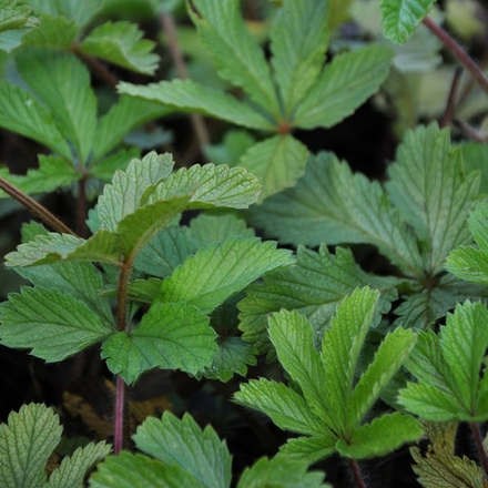 Лапчатка белая. Potentilla alba.