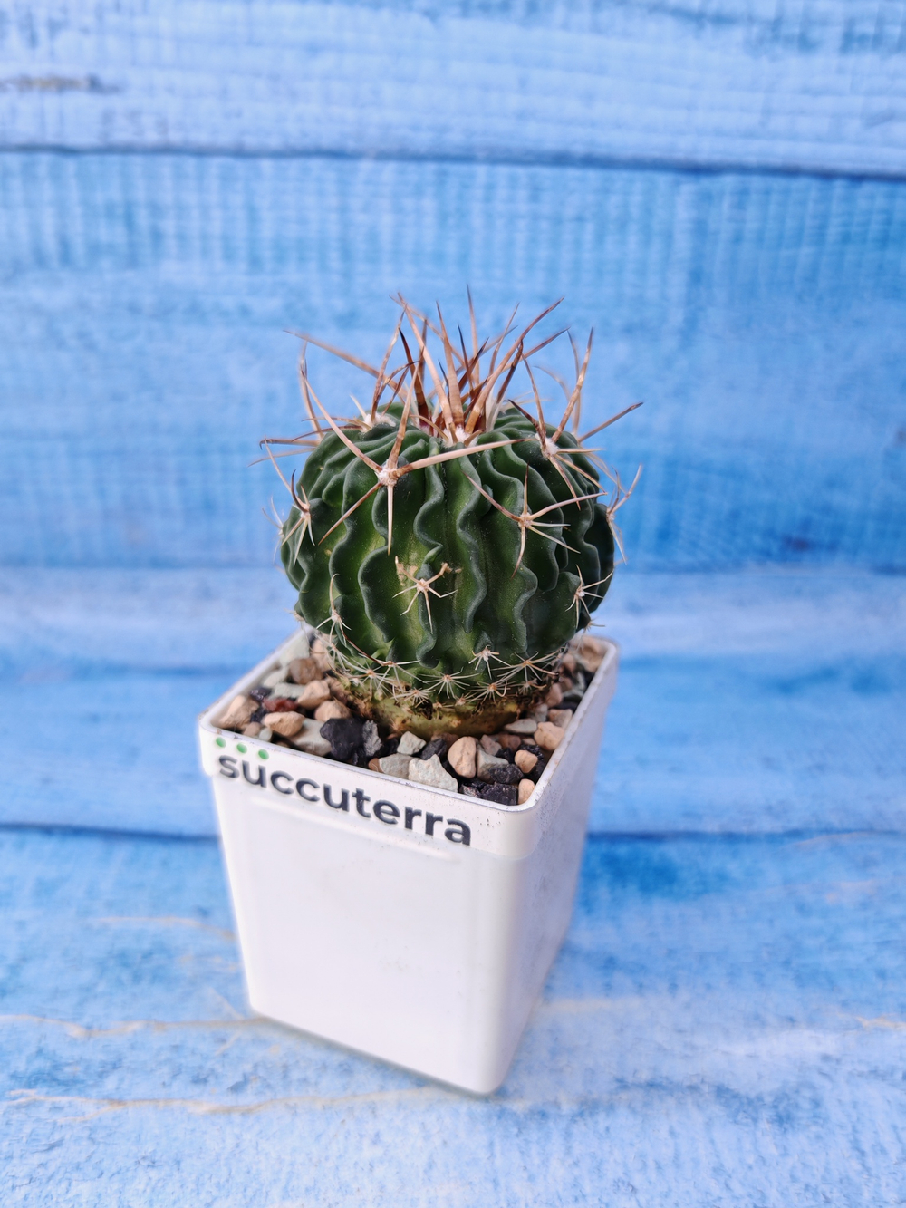 Echinofossulocactus Multicostatus (Эхинофоссулокактус)