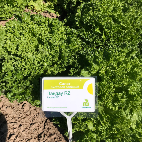 ЛАНДАУ семена салата Rijk Zwaan отзывы – фото 9
