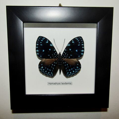 Бабочка Hamadryas laodamia в рамке