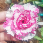 Адениум обесум 259 Dung Nhi