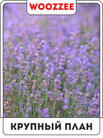 Набор постеров "Убранство Лаванды" 3шт.