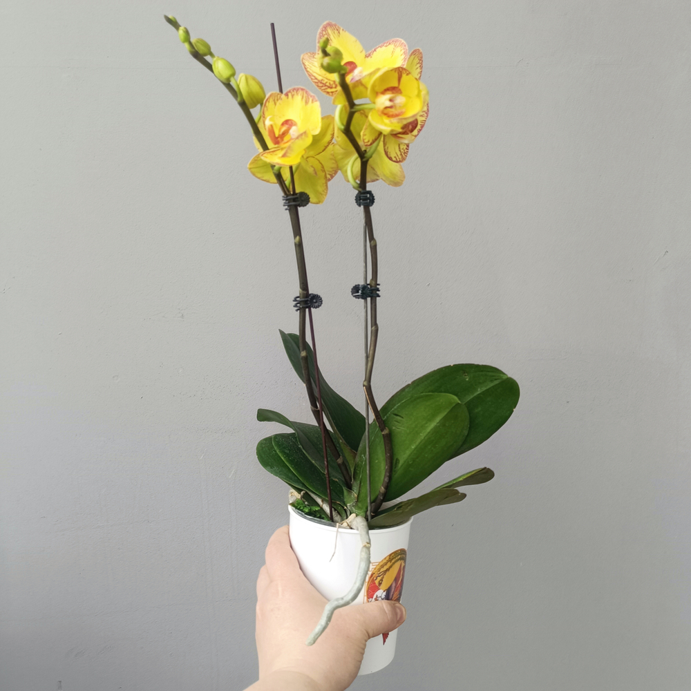 Орхидея фаленопсис