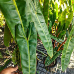 Филодендрон BILLIETIAE