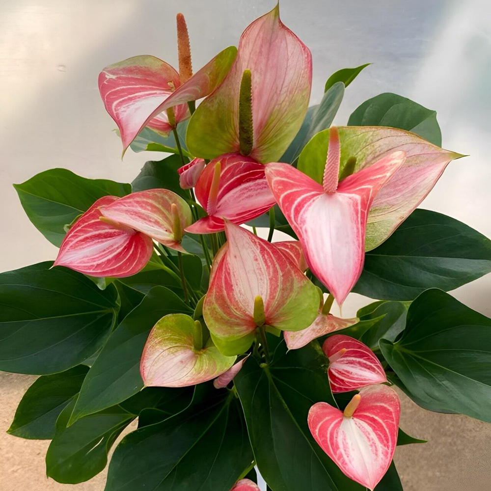 Антуриум Андрэ LIVIUM RED