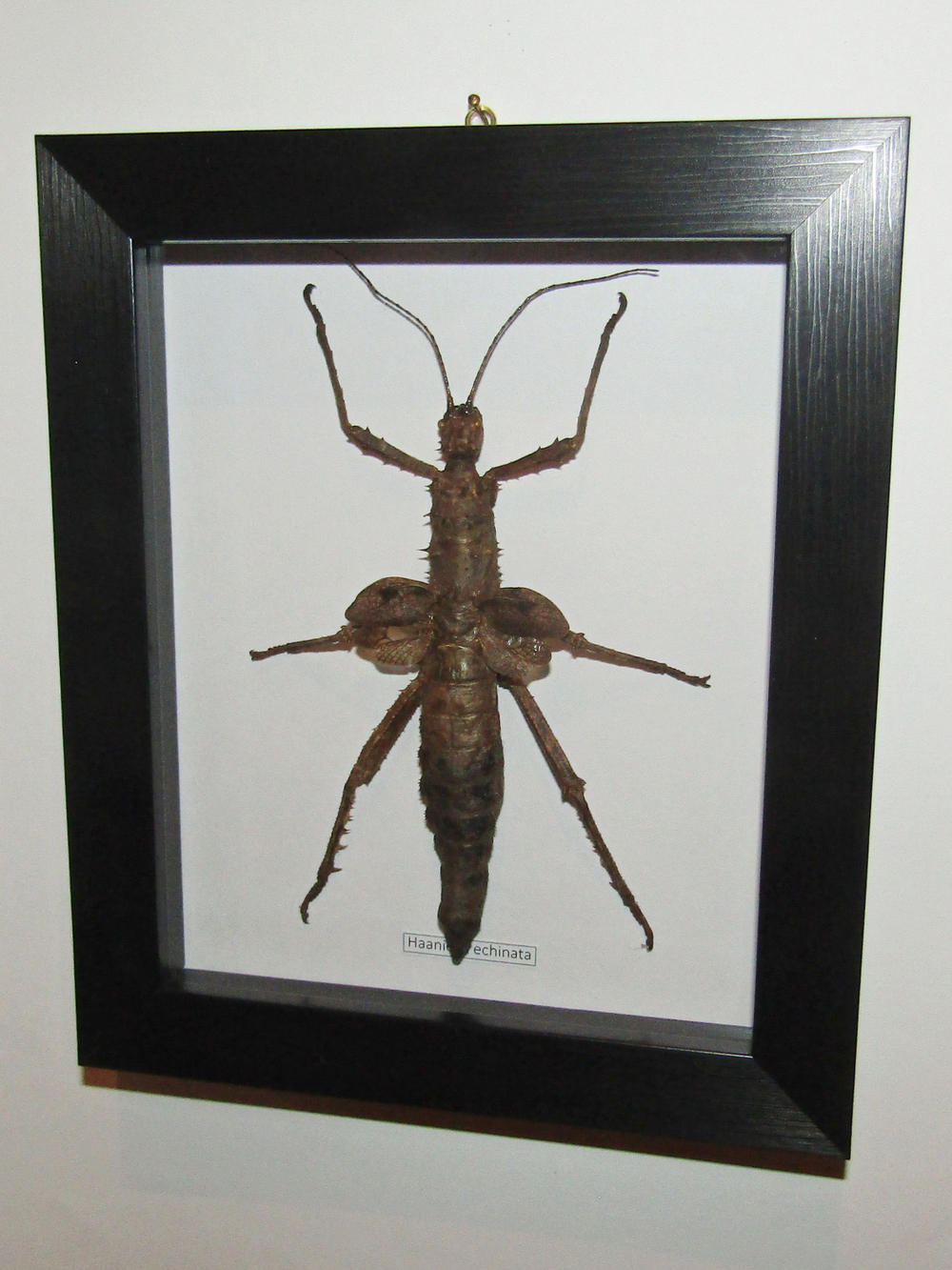 Палочник Haaniella echinata в рамке