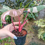 Филодендрон PINK PRINCESS MARBLE KING