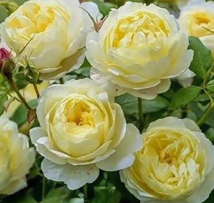 Роза английская Ванесса Белл ОКС конец апреля -май 2026