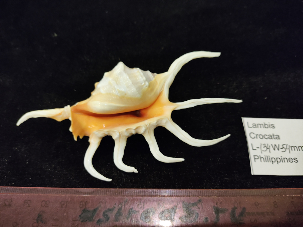 Лямбис Кроката 130-150мм