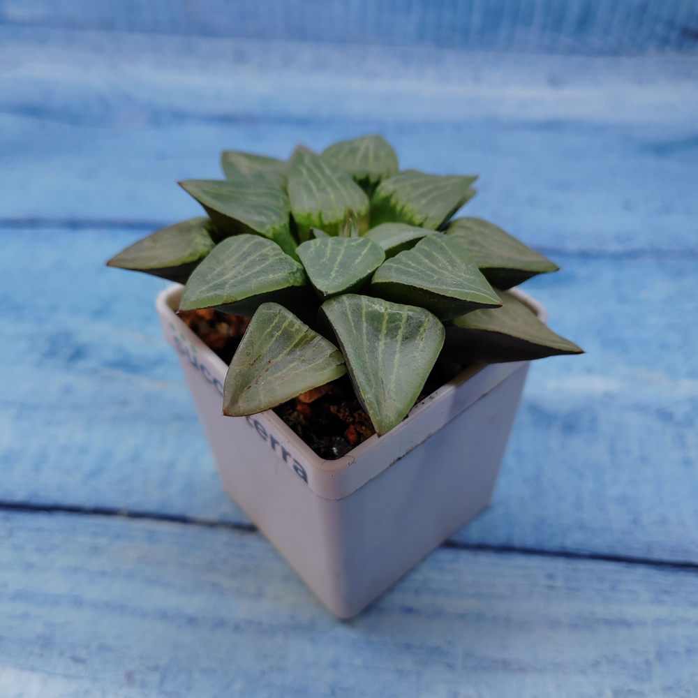 Haworthia Comptoniana Hybride hybrid (Хавортия)