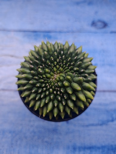 Gymnocalycium Spineless Crested form (Гимнокалициум)