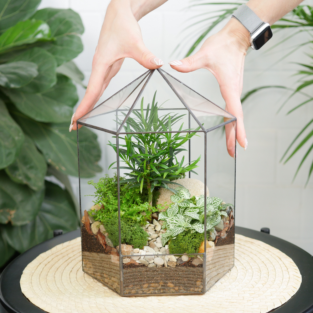 Готовый флорариум бонсай Подокарпус Хижина