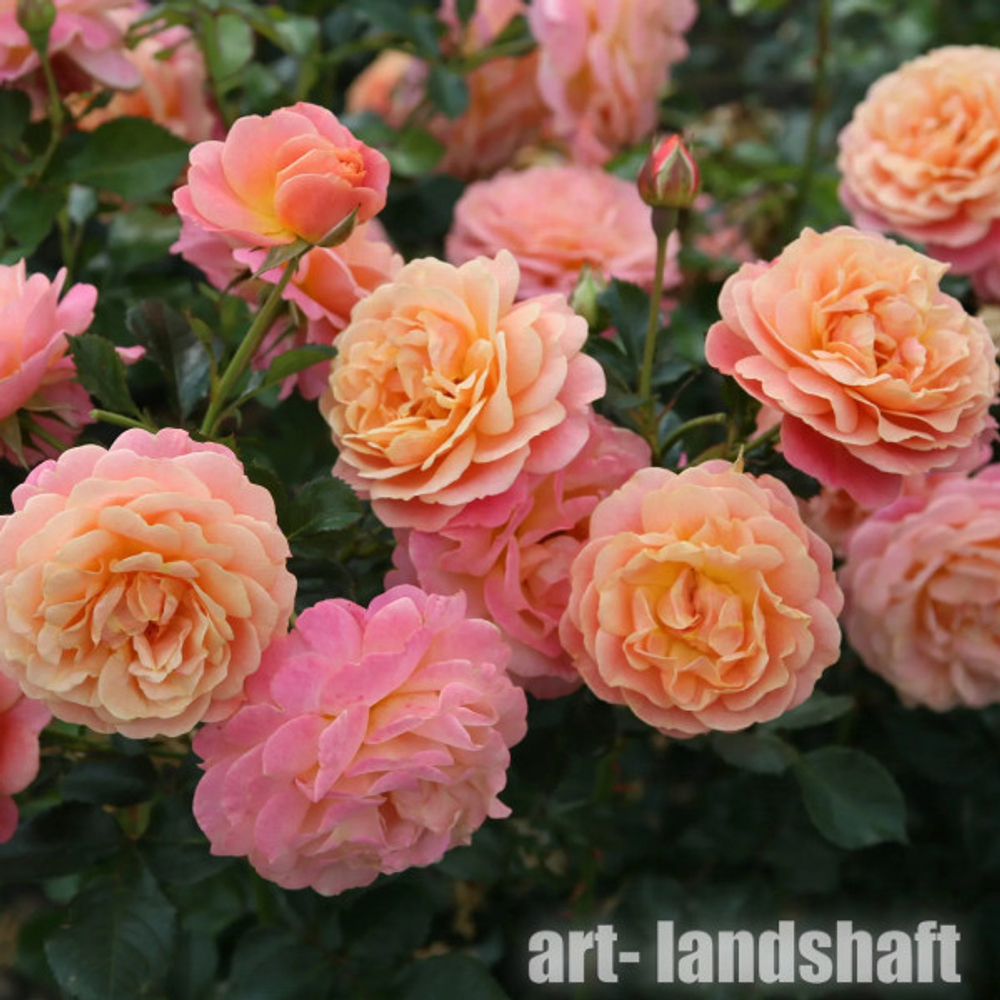 Роза Пич Мельба С7 Закупка М57 июнь 2026