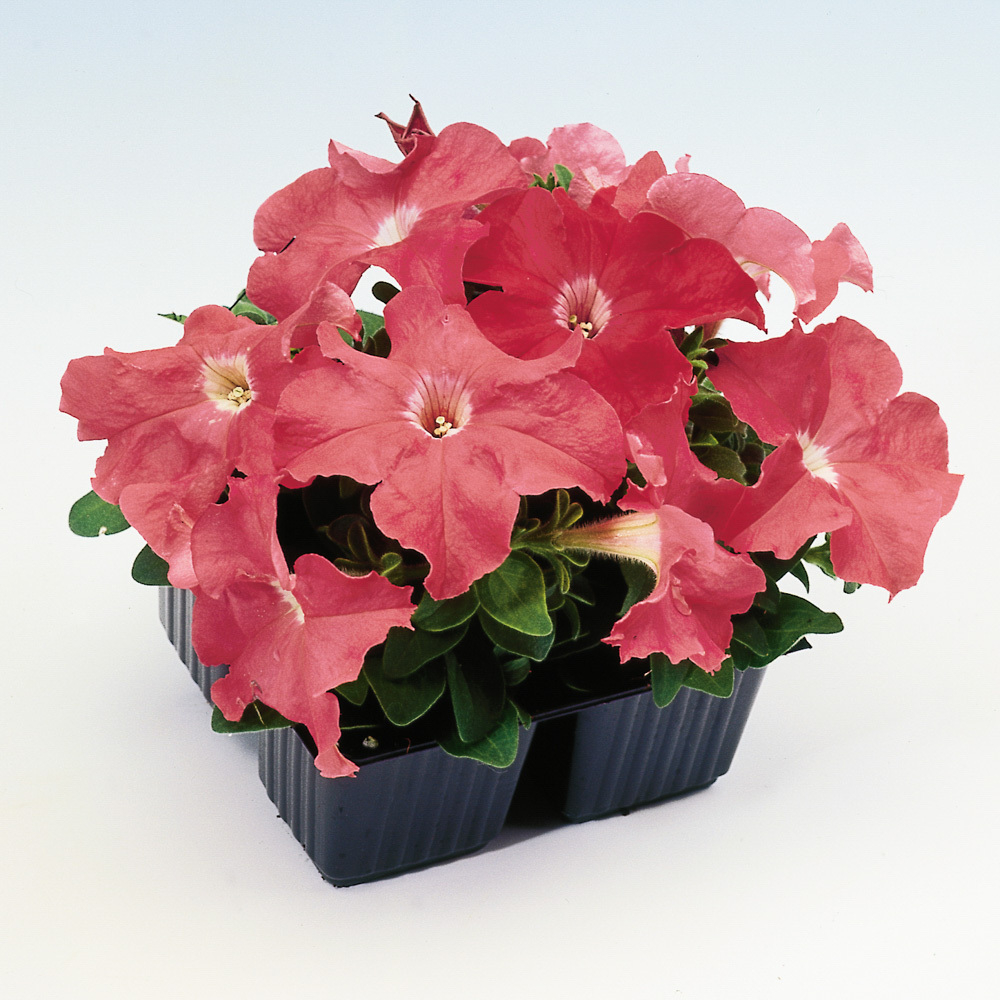 Петуния грандифлора Лимбо Джи Пи Салмон (1000др) Витагрин Профи