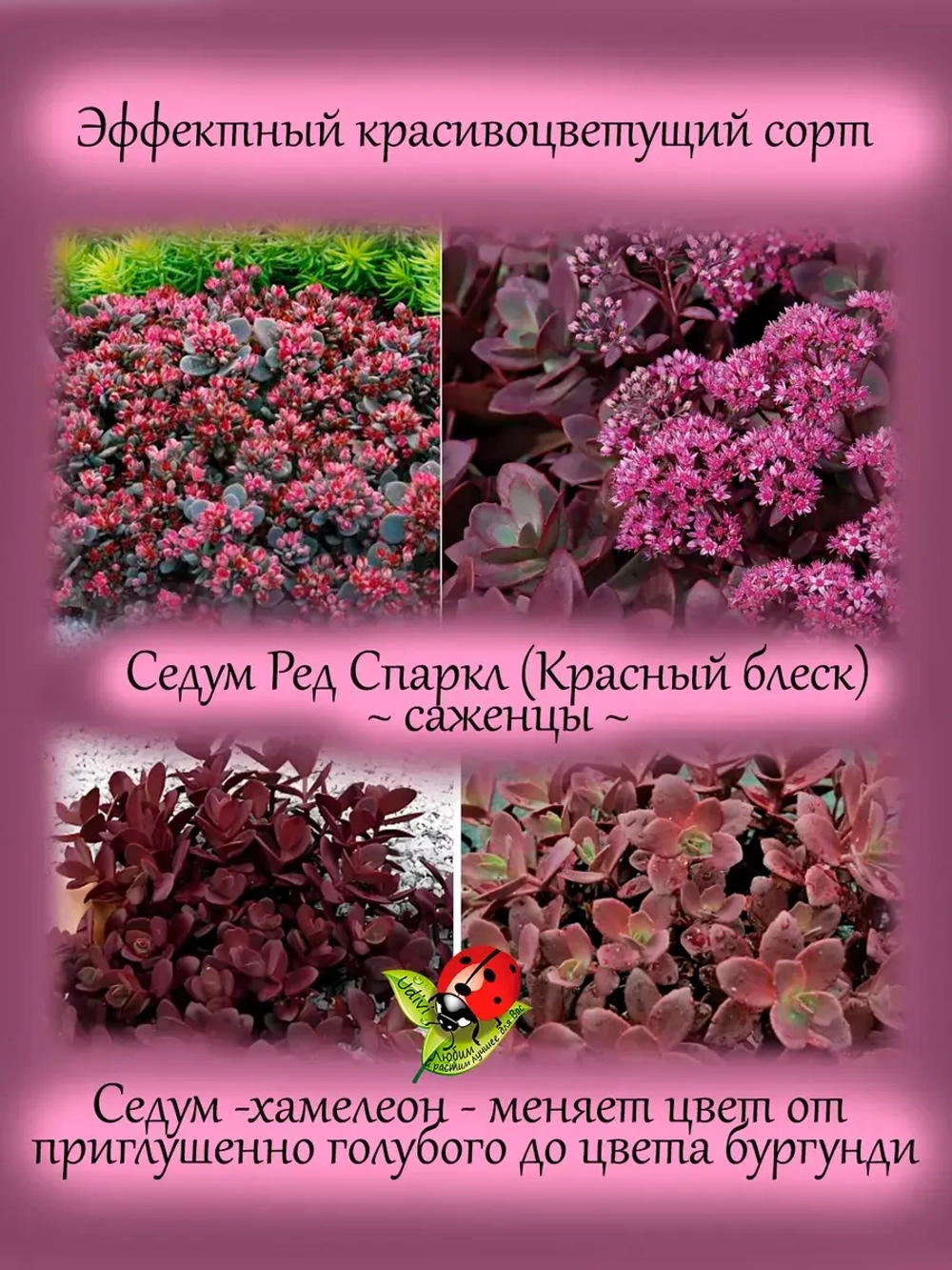 Седум Ред Спарклер Красный блеск очиток почвопокровный