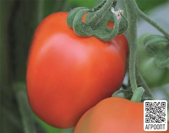Бенито F1 семена томата детерминантного (Bejo / Бейо) – фото 2