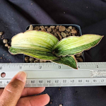 Сансевиерия CLEOPATRA VAR