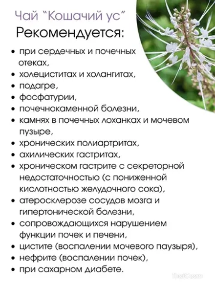 Кошачий Ус чай для почек Orthosiphon 20саше