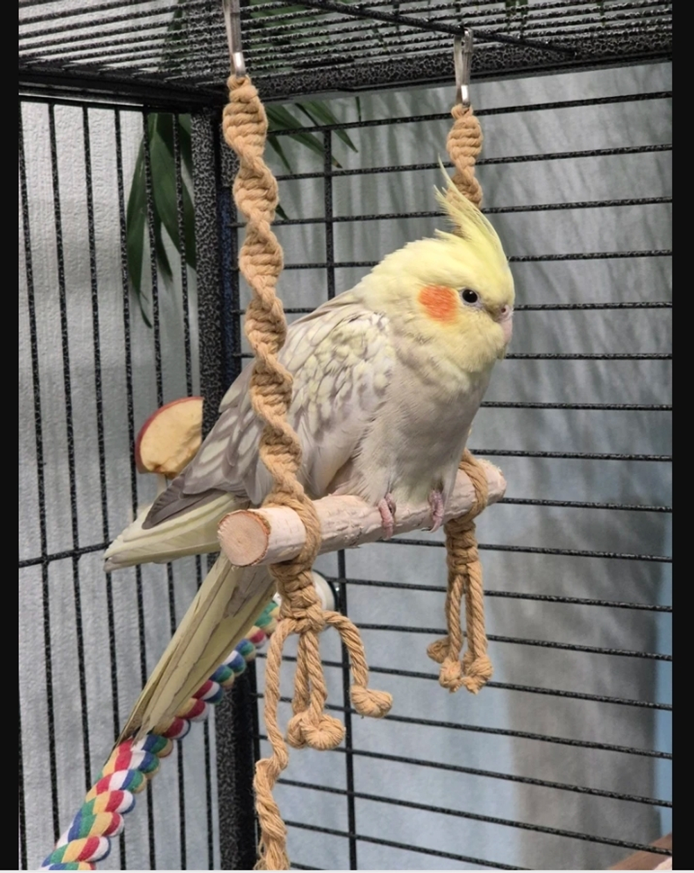 Качели для попугаев жёлтые