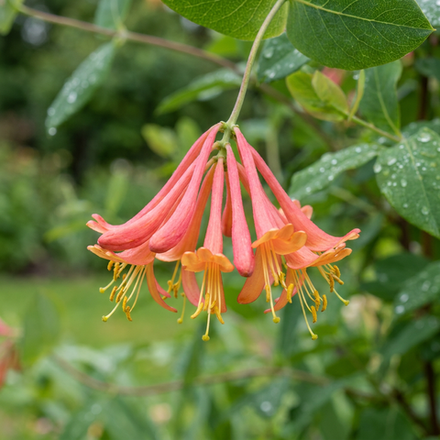 Отдушка CS - Дикая Жимолость (Wild Honeysuckle)