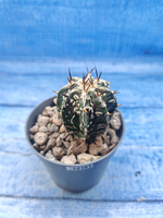 Astrophytum Myriostigma Fukuryu (Астрофитум)