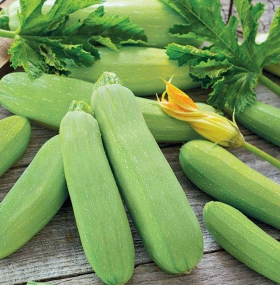 АРДЕНДО 174 F1 семена кабачка Enza Zaden цена – фото 6