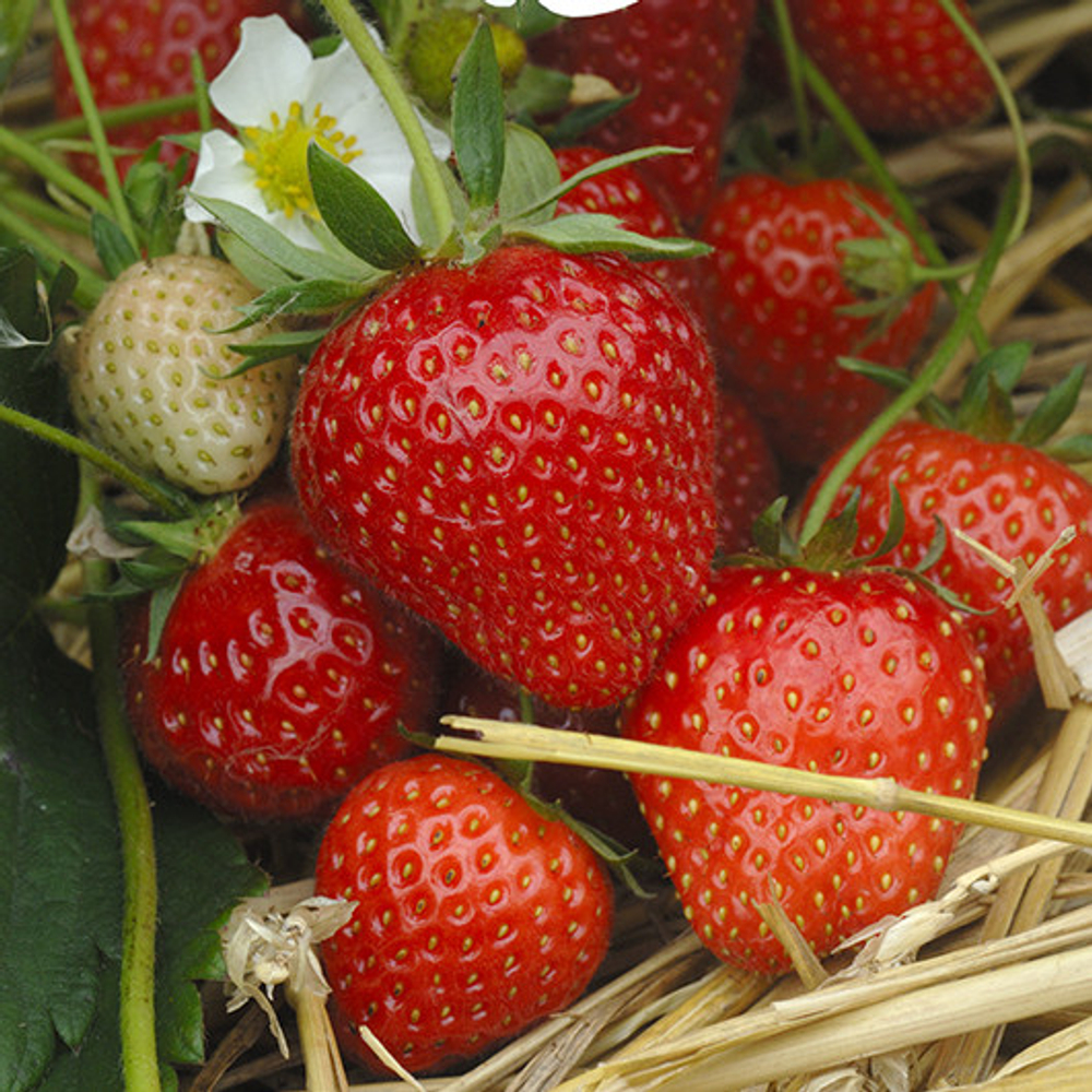 Земляника Кармен