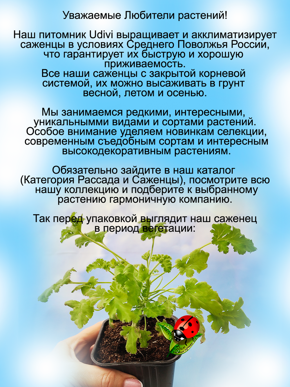 Пеларгония Конколор ласе
