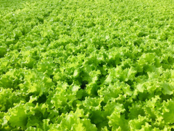 Салат Афицион 0,1г Мировые Семена VITA GREEN