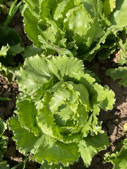 Сантаринас семена салата айсберг Rijk Zwaan-Райк Цваан отзывы – фото 10