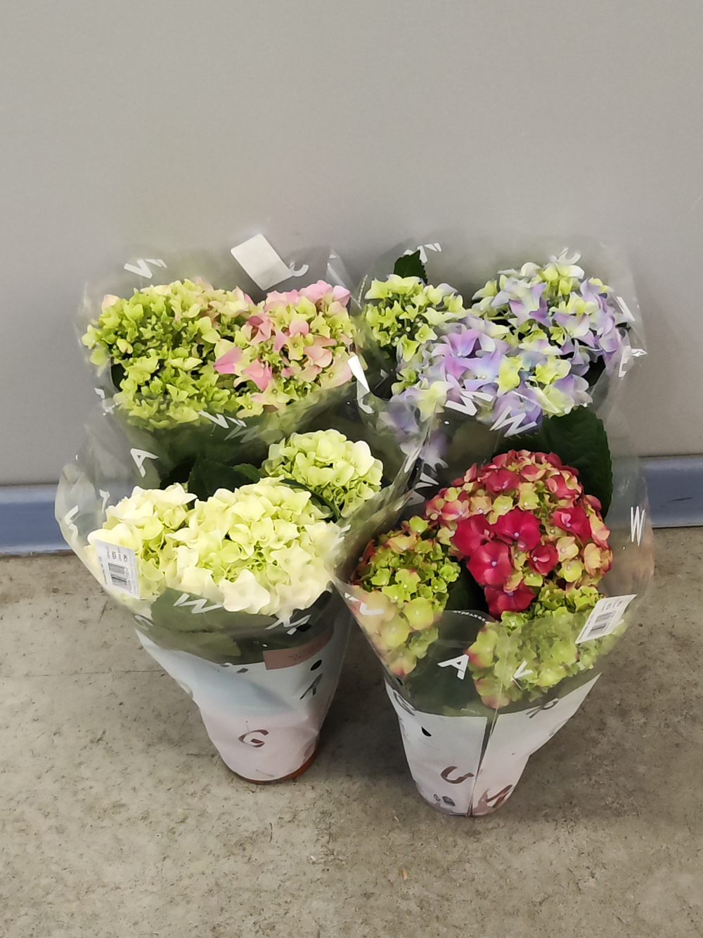 Гортензия микс