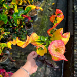 Кротон SIAM RUBY