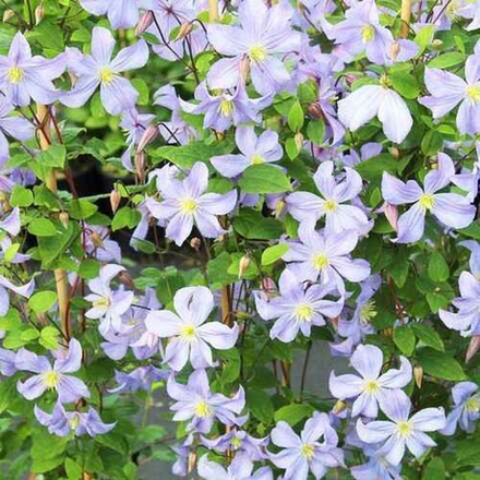 Клематис Принц Чарльз С2