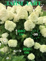 Лайм Лайт гортензия метельчатая