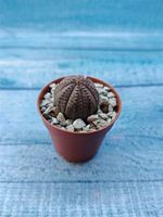 Euphoria Obesa (Эуфорбия)
